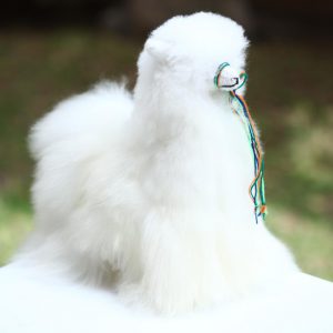 Teddy llama beautful baby alpaca