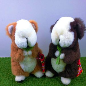 Beautiful and new Guinea Pig of alpaca